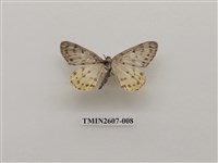 藏品(尺蛾123)的圖片